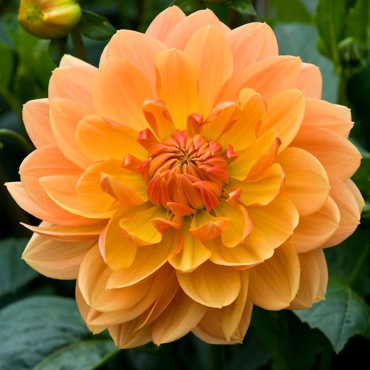 Super Yoga Elegans Orange Zinya Çiçeği Tohumu(40 tohum)