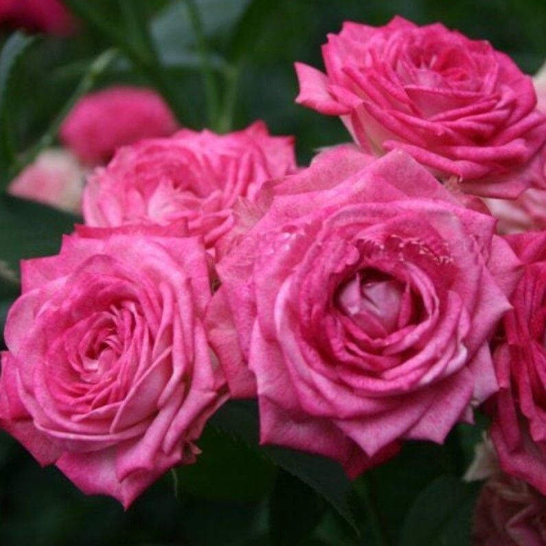 Tüplü Duet Fc Multi Goncalı Yediveren Masal Gül Fidanı