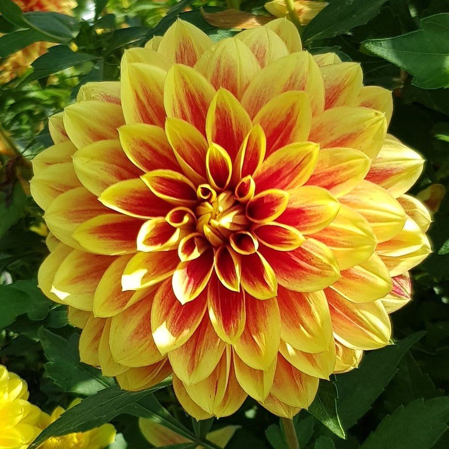 Super Yoga Elegans Golden Yellow Zinya Çiçeği Tohumu(40 tohum)
