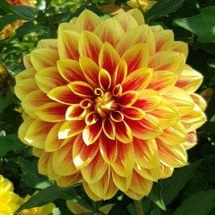 Super Yoga Elegans Golden Yellow Zinya Çiçeği Tohumu(40 tohum)