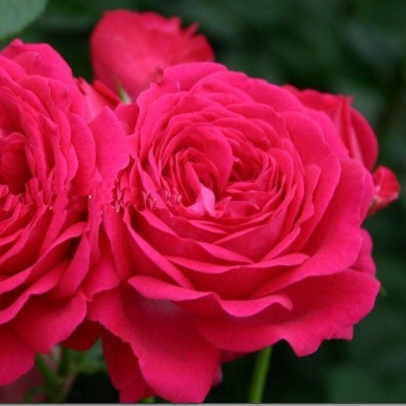 Tüplü Yediveren Esmeralda Fc Multi Goncalı Gül Fidanı