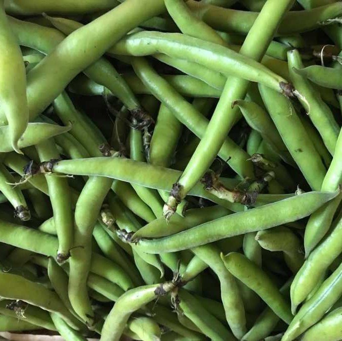 Doğal Bakla Fidesi (5 adet)