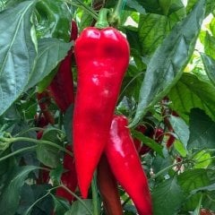 Sofralık Verimli Geleneksel Yağlık Salçalık Kapya Biber Fidesi (5 adet)