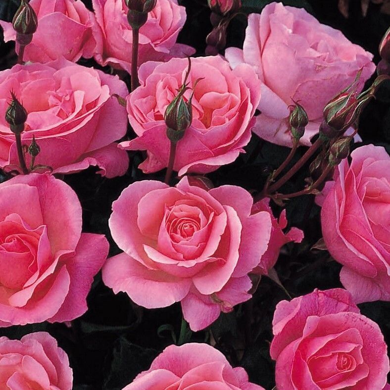 Tüplü Yediveren Multi Goncalı Pink Fc Masal Gül Fidanı
