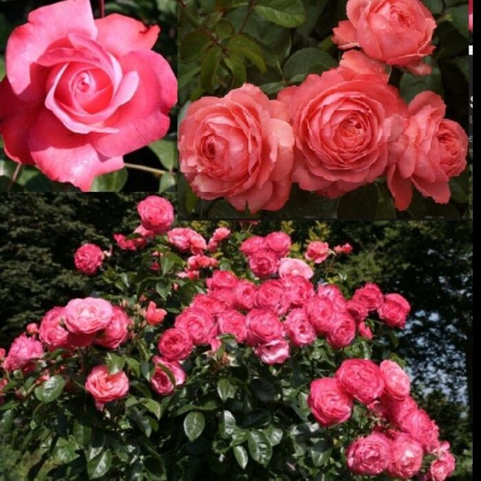 Tüplü Yediveren Multi Goncalı Rosanna Gül Fidanı