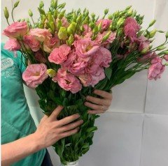 Katmerli Clear Pembe Lisianthus Çiçeği Fidesi (5 Adet)