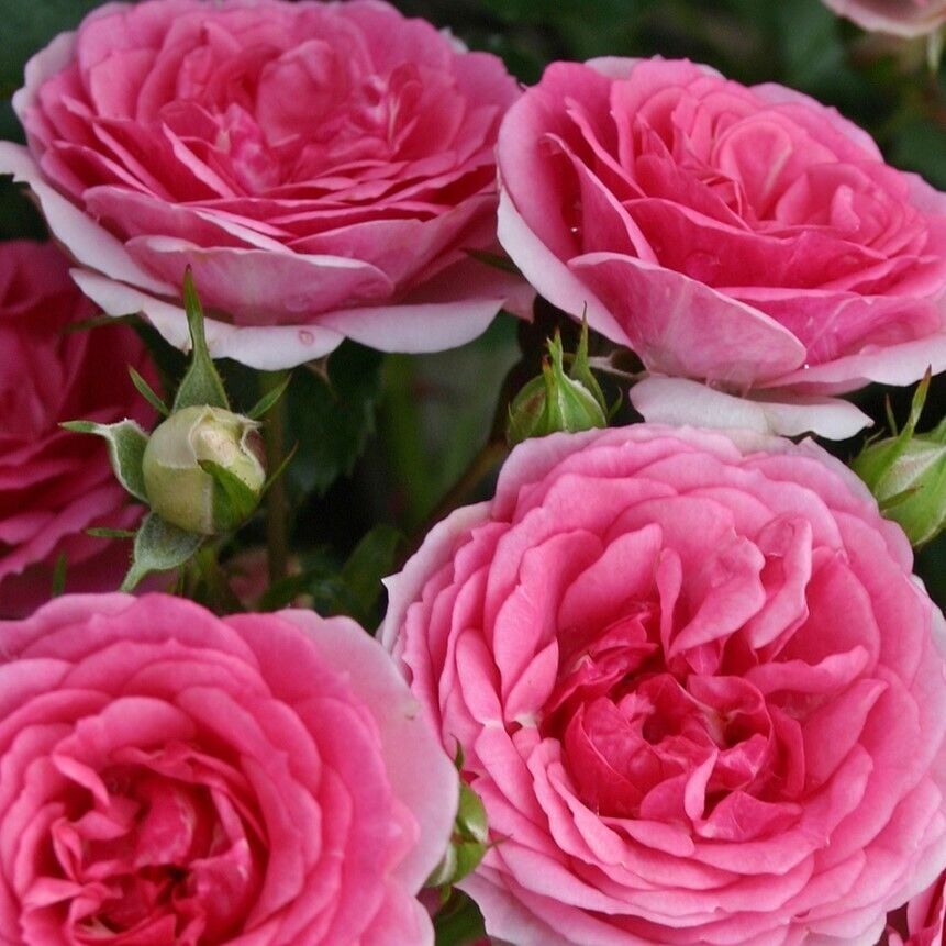 Tüplü Yediveren Multi Goncalı Royal Gül Fidanı