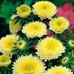 Sarı Ponpon Aster Çiçeği Tohumu(50 tohum)
