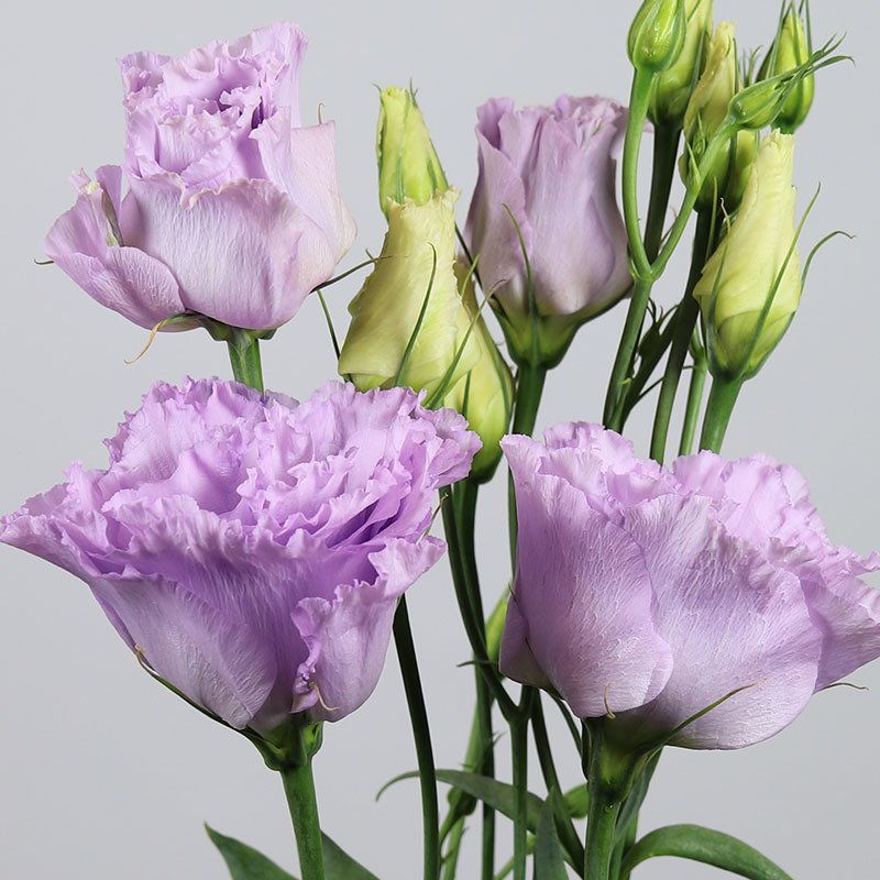 Katmerli Polka Lavander Lisianthus Çiçeği Fidesi (5 Adet)