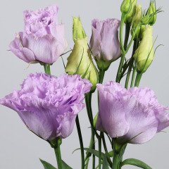 Katmerli Polka Lavander Lisianthus Çiçeği Fidesi (5 Adet)