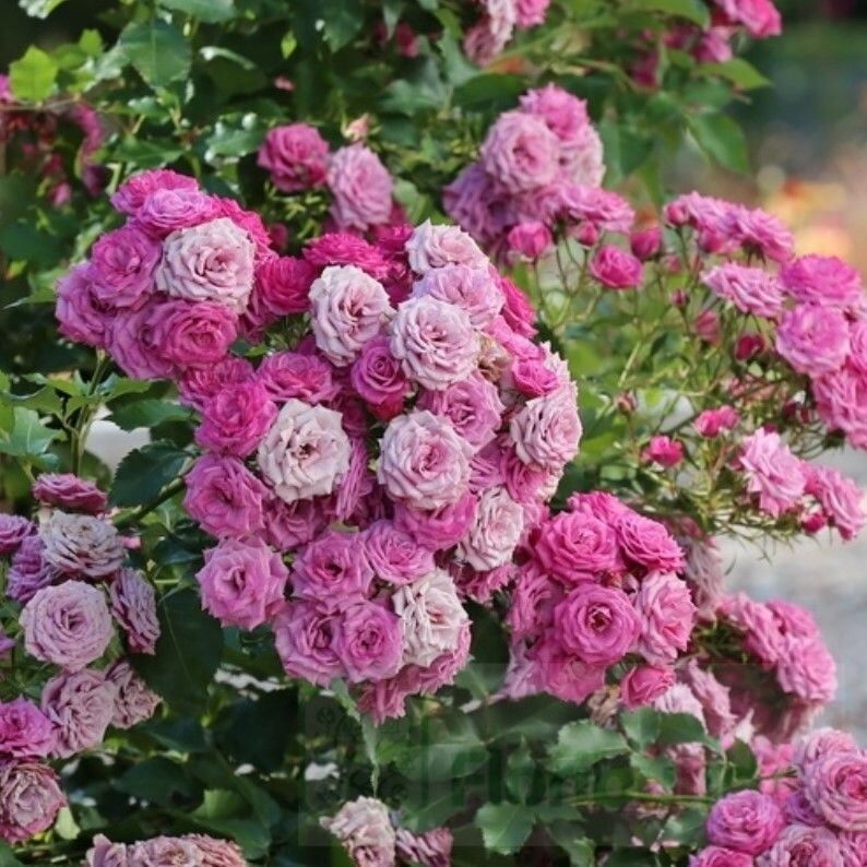 Tüplü Ramira Yediveren Multi Goncalı Masal Gülü Fidanı Gül Çemberi