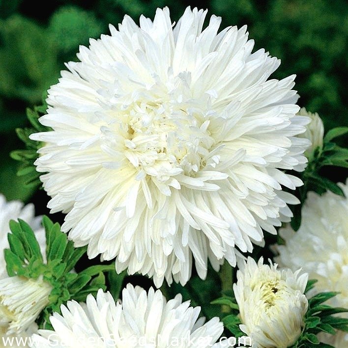 Bellis Perennis Beyaz Ponpon İngiliz Çayır Papatyası Çiçeği Tohumu(100 tohum)