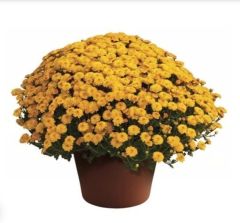 Özel Gigi Gold Kasımpatı Krizantem Çiçeği Fidesi (1 adet)