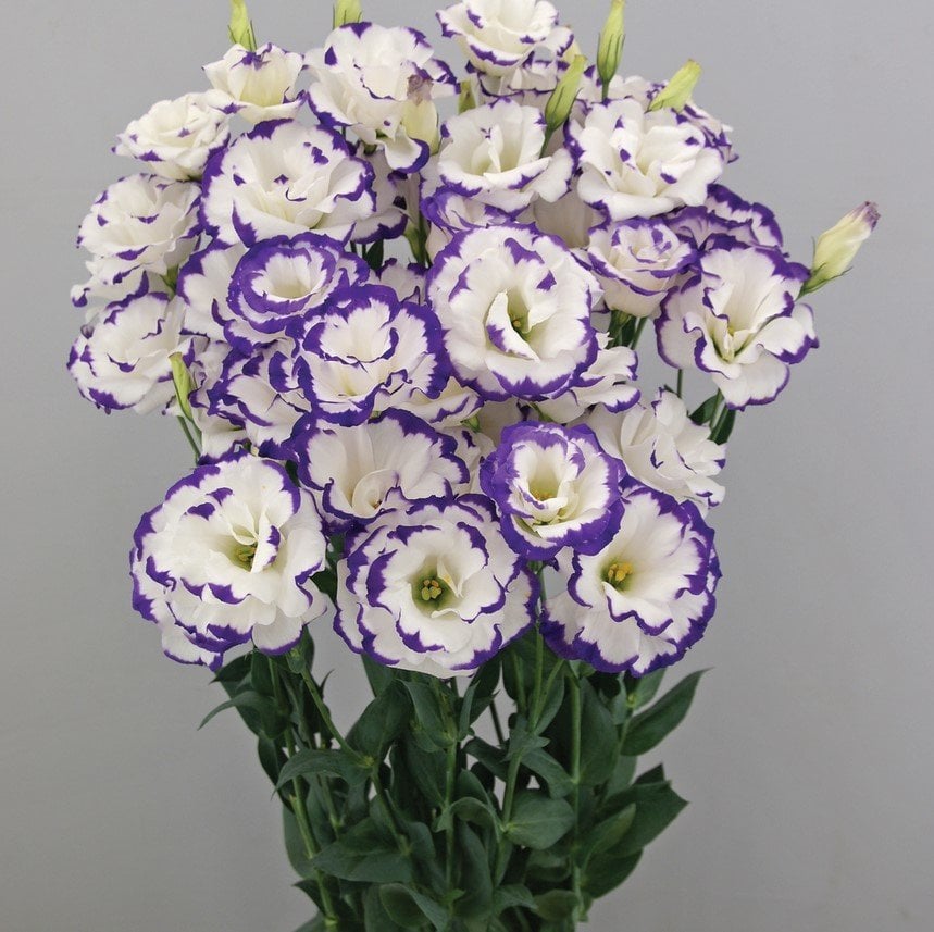 Katmerli Mavi Picotee Lisianthus Çiçeği Fidesi (5 Adet)