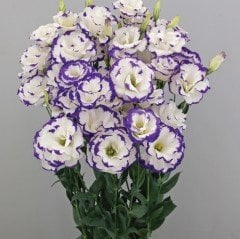Katmerli Mavi Picotee Lisianthus Çiçeği Fidesi (5 Adet)