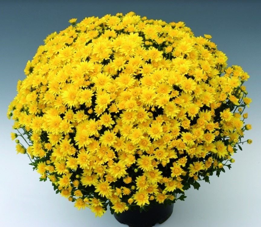 Özel Branroyal Yellow Kasımpatı Krizantem Çiçeği Fidesi (1 Adet)