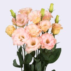 Katmerli Champain Lisianthus Çiçeği Fidesi (5 Adet)