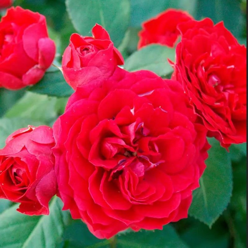 Tüplü Ruby Yediveren Multi Goncalı Masal Gülü Fidanı Gül Çemberi