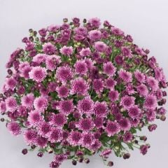 Özel Branfountain Purple  Kasımpatı Krizantem Çiçeği Fidesi (1 Adet)