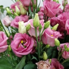 Katmerli Nihtingale Lisianthus Çiçeği Fidesi (5 Adet)