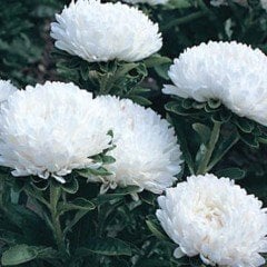 Ponpon Beyaz Aster Çiçeği Tohumu(50 tohum)