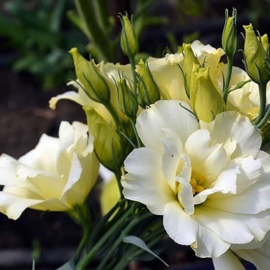 Katmerli Chaconne Sarı Lisianthus Çiçeği Fidesi (5 Adet)