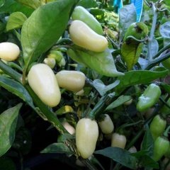 Doğal Sofralık Turşuluk White Habanero Biberiye Fidesi (5 adet)