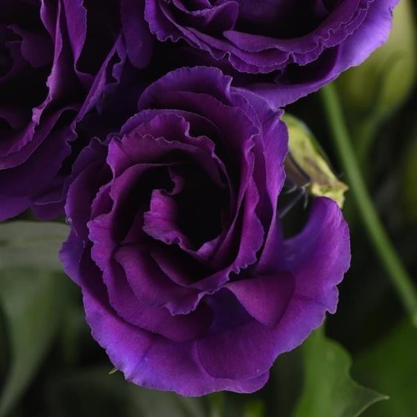 Katmerli Advantage Purple Lisianthus Çiçeği Fidesi (5 Adet)