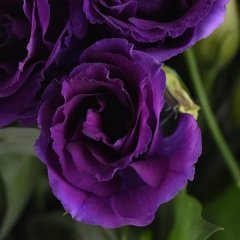 Katmerli Advantage Purple Lisianthus Çiçeği Fidesi (5 Adet)