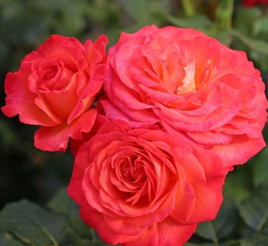 Tüplü Vulcano Yediveren Multi Goncalı Masal Gülü Fidanı