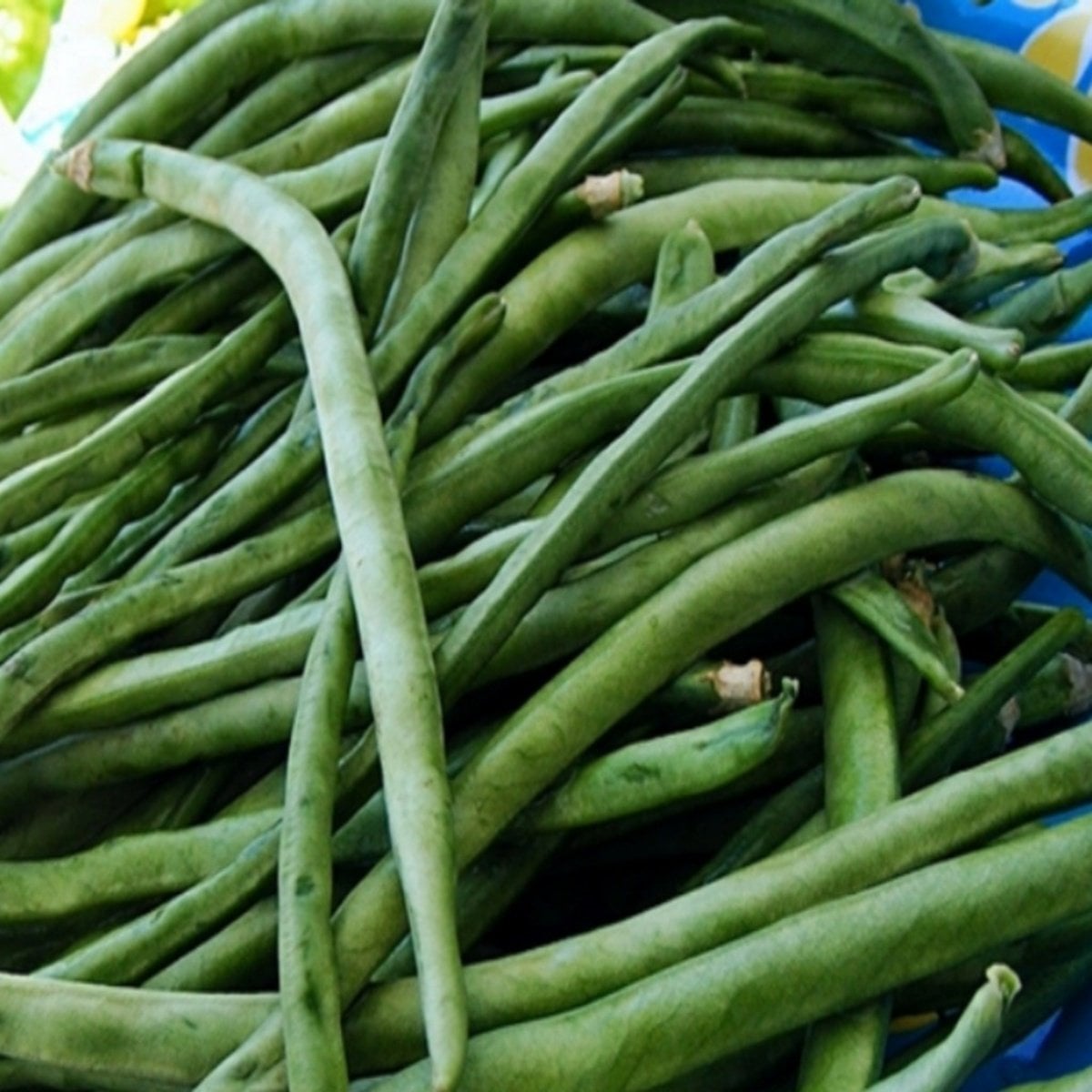 Doğal Sofralık Geleneksel Sırık Börülce Fidesi (5 adet)