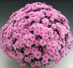 Özel Branfountain Pink Kasımpatı Krizantem Çiçeği Fidesi (1 Adet)
