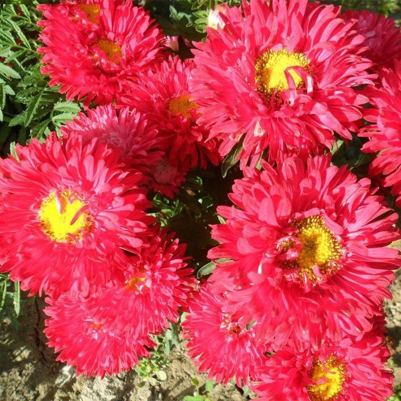 Ponpon Kırmızı Aster Çiçeği Tohumu(50 tohum)