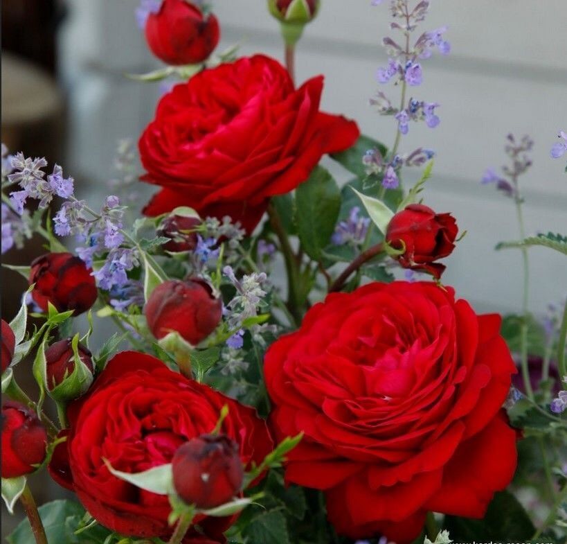 Tüplü Katmerli Yediveren Multi Goncalı Tiamo Gül Fidanı