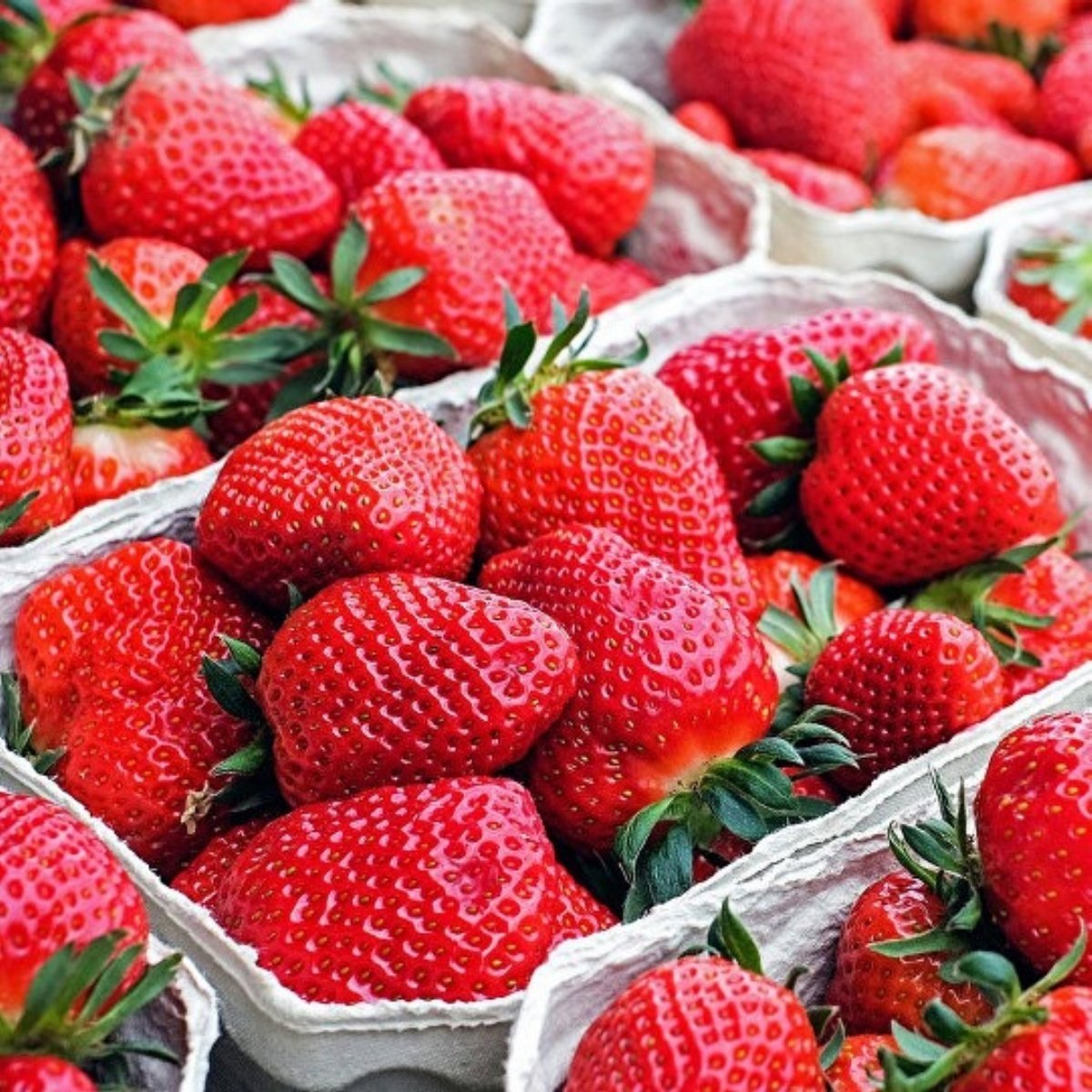 Frigo Yediveren Soğuklara Dayanıklı Verimli Çilek Fidesi (5 adet)