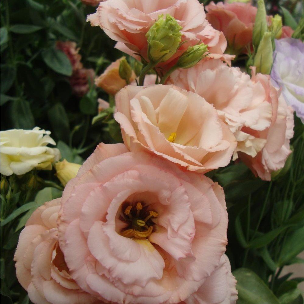 Katmerli Chaconne Apricot Lisianthus Çiçeği Fidesi(5 Adet)