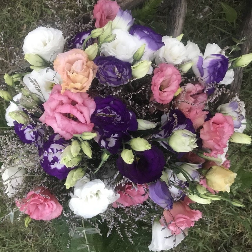 Karışık Renkli Lisianthus Çiçeği Çiçeği Fidesi (100 adet)