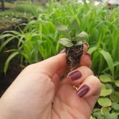 Karışık Renkli Lisianthus Çiçeği Çiçeği Fidesi (100 adet)