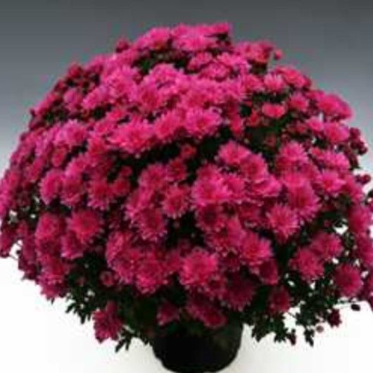 Özel Branperfect Purple   Kasımpatı Krizantem Çiçeği Fidesi (1 Adet)