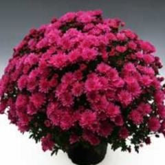 Özel Branperfect Purple   Kasımpatı Krizantem Çiçeği Fidesi (1 Adet)