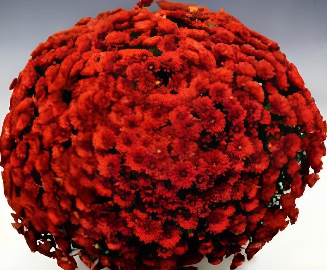 Özel Brandevil Kasımpatı Krizantem Çiçeği Fidesi (1 Adet))