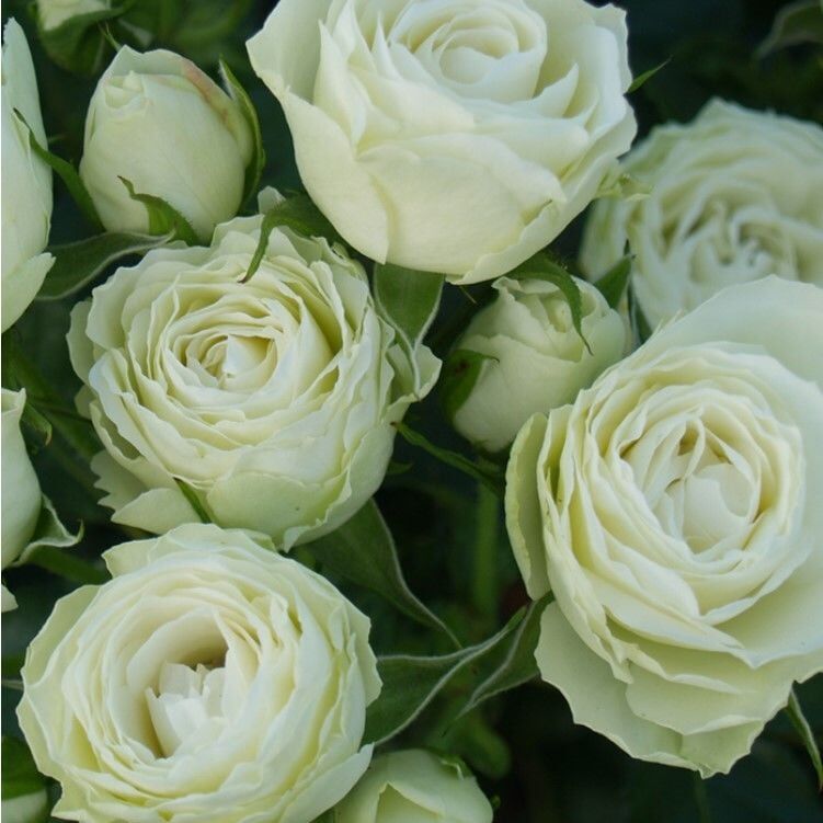 Tüplü Escimo Yediveren Multi Goncalı Gül FidanI