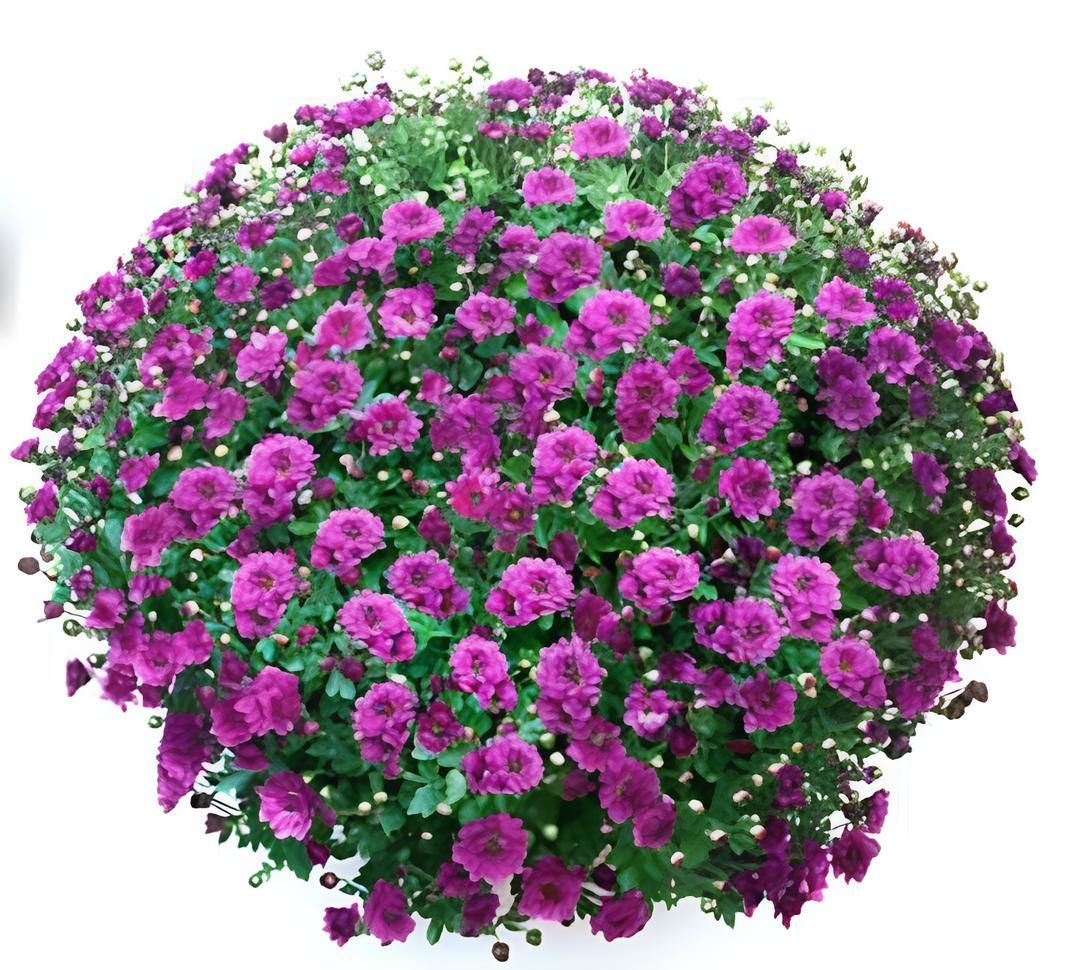 Özel Bransmart Purple   Kasımpatı Krizantem Çiçeği Fidesi (1 Adet)