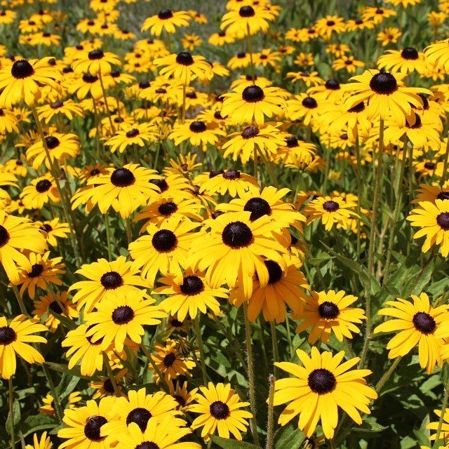 Golden Rudbekya(Rudbeckia)Güneş Şapkası Çiçeği Tohumu(100