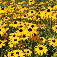 Golden Rudbekya(Rudbeckia)Güneş Şapkası Çiçeği Tohumu(100