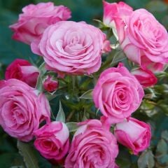 Tüplü Katmerli Kokulu Kordes Rosen Xenia Yediveren Gül Fidanı