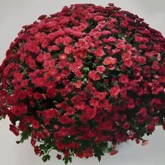 Özel Bransmart Cherry  Kasımpatı Krizantem Çiçeği Fidesi (1 Adet)