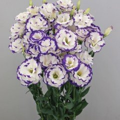 Largo Mavi Picotee Katmerli Lisianthus Çiçeği Tohumu(5 adet)