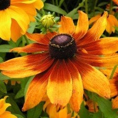 Hirto My Joy Rudbekya (Güneş Şapkası) Çiçeği Tohumu (900 tohum)