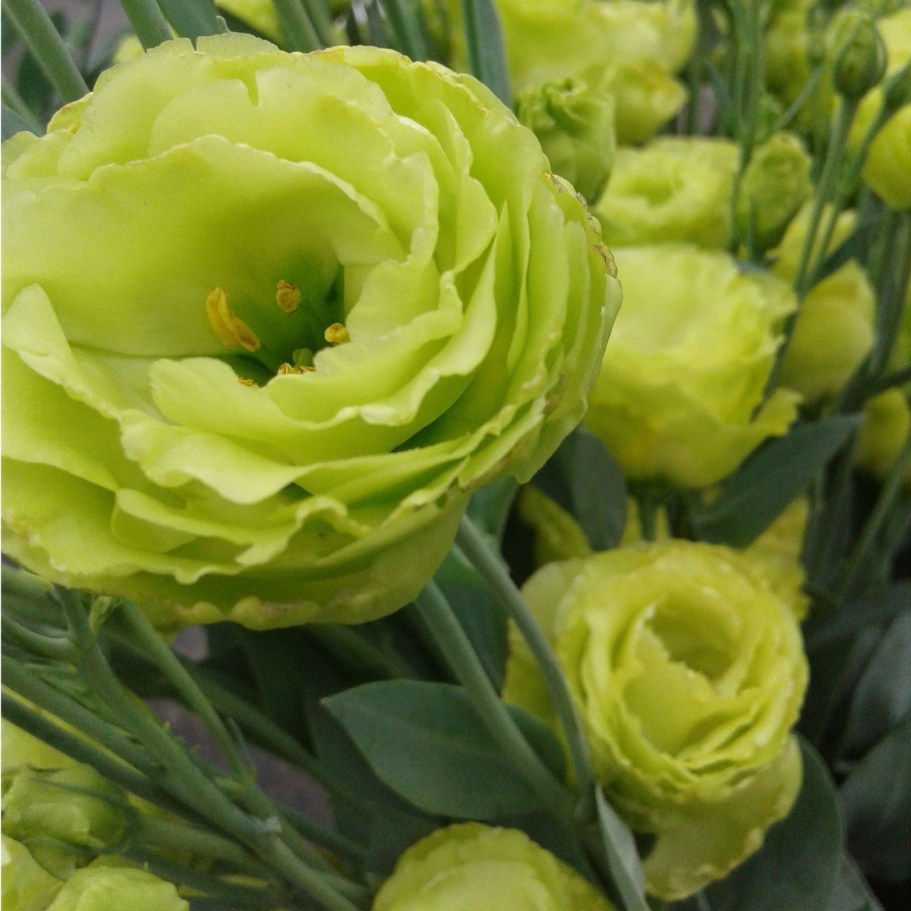 Chaconne Yeşil Katmerli Lisianthus Çiçeği Tohumu(5 adet)